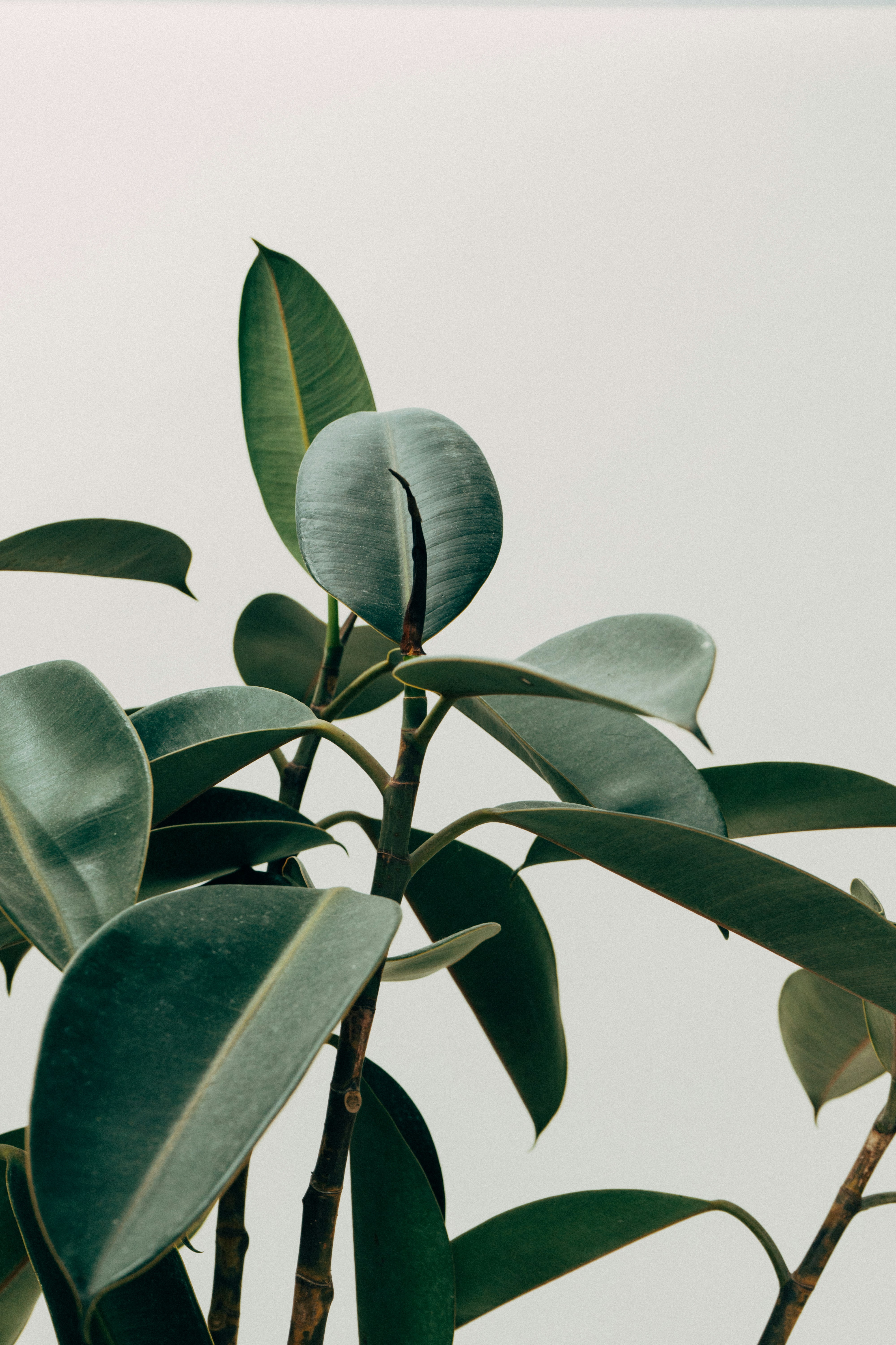 Detalle de planta en interior