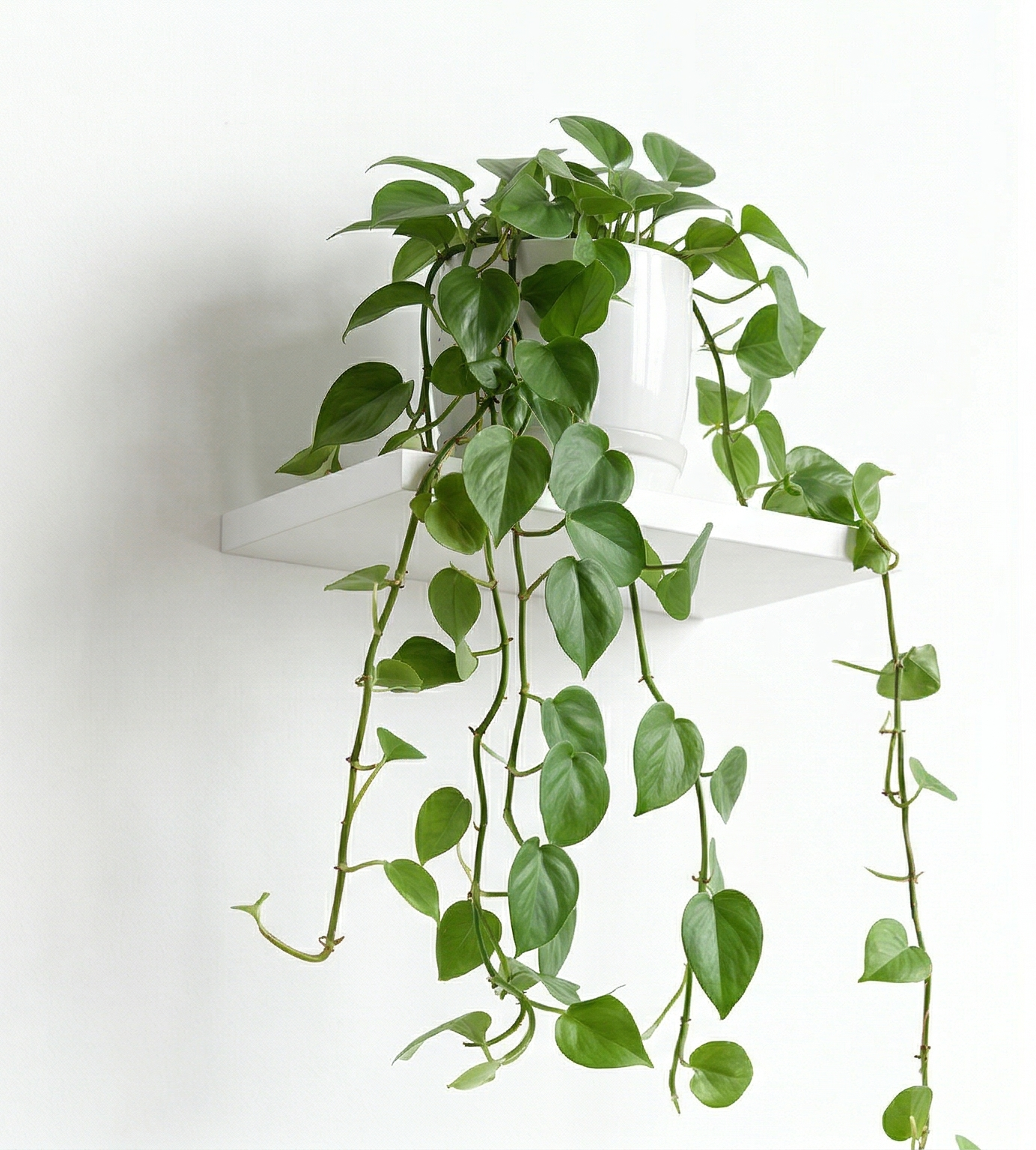 Ambiente Philodendron