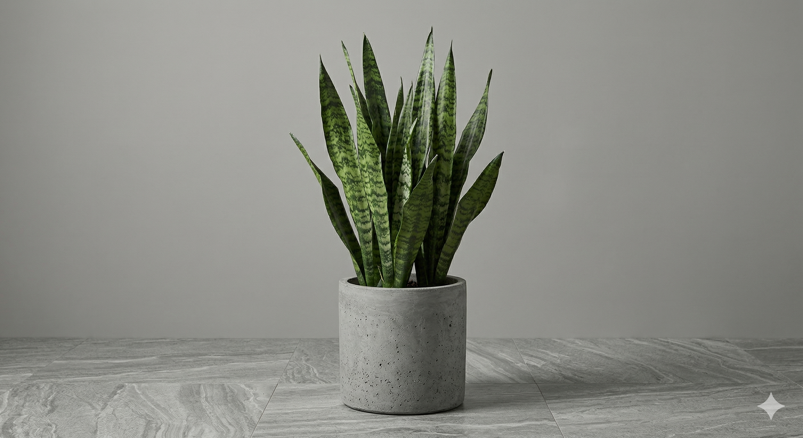 Detalle Sansevieria