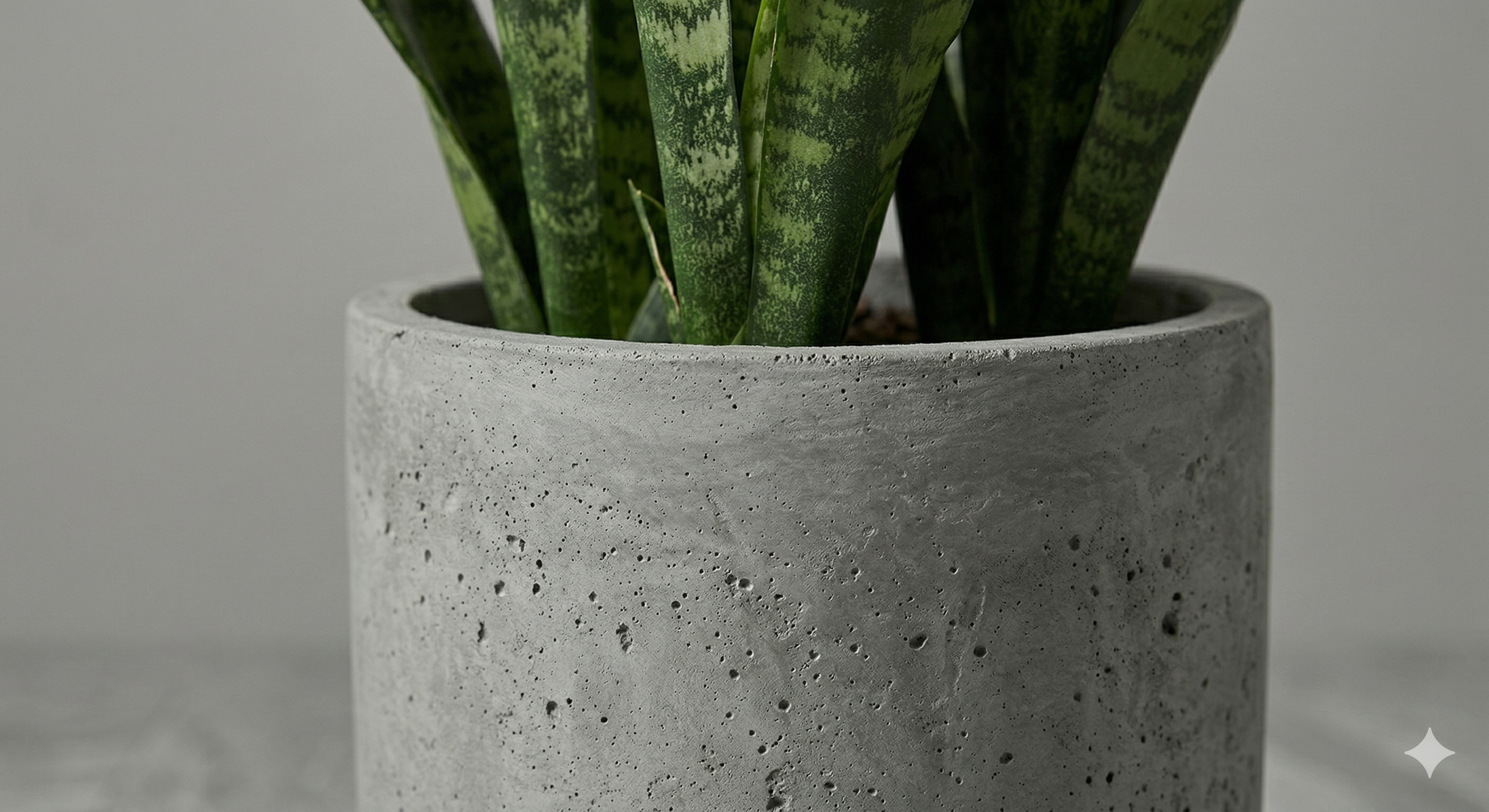 Ambiente Sansevieria
